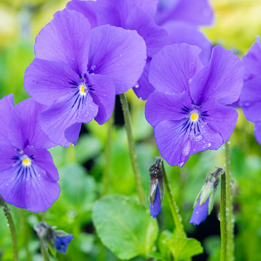 Viola 'Avril Lawson' (Va) - Hardy's Cottage Garden Plants