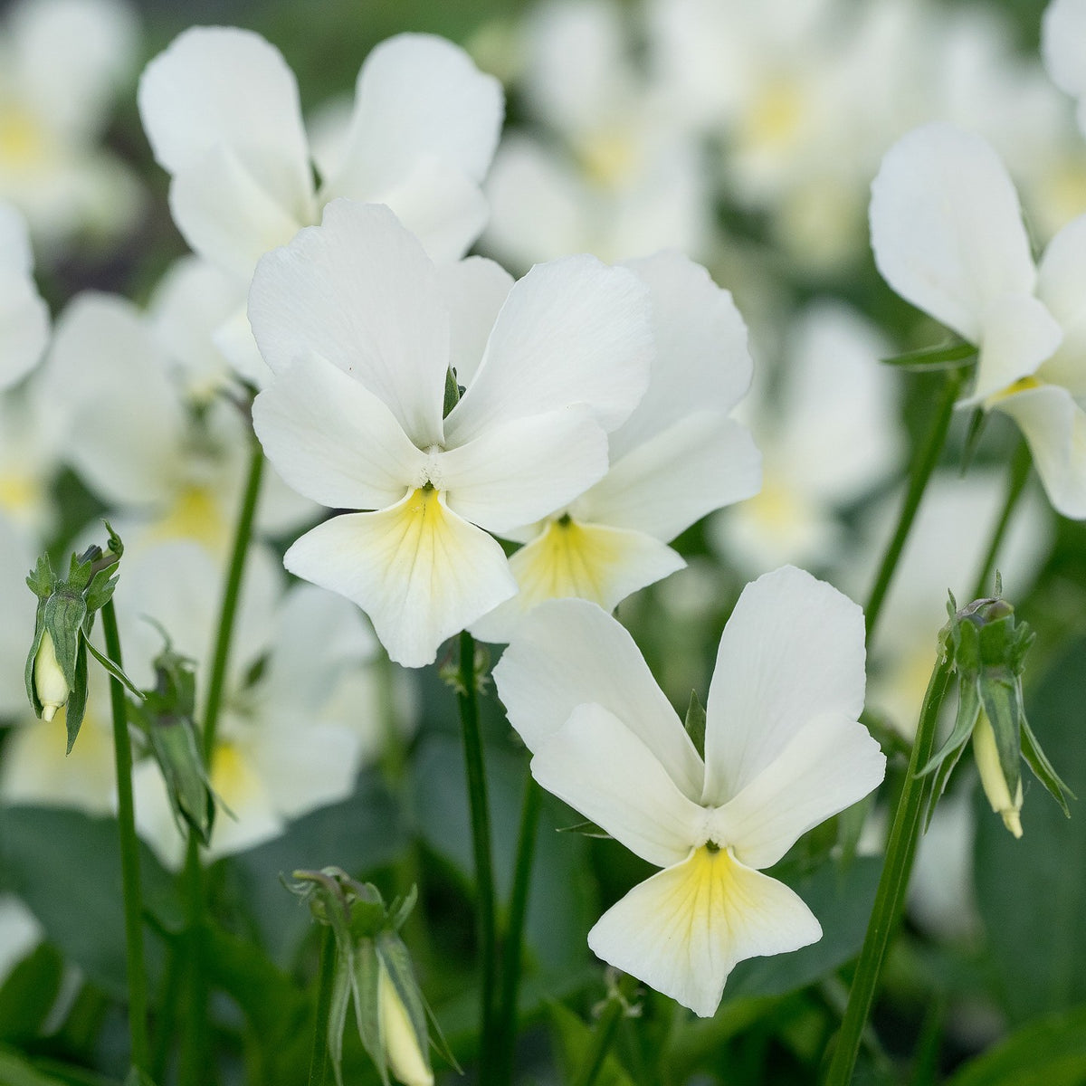 Viola lutea - Hardy's Cottage Garden Plants