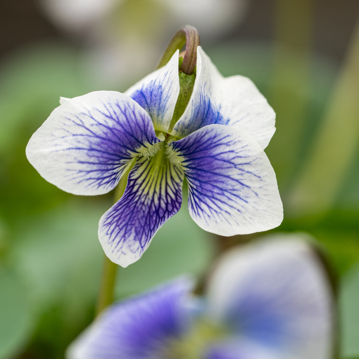Viola sororia 'Priceana' (Vt) - Hardy's Cottage Garden Plants