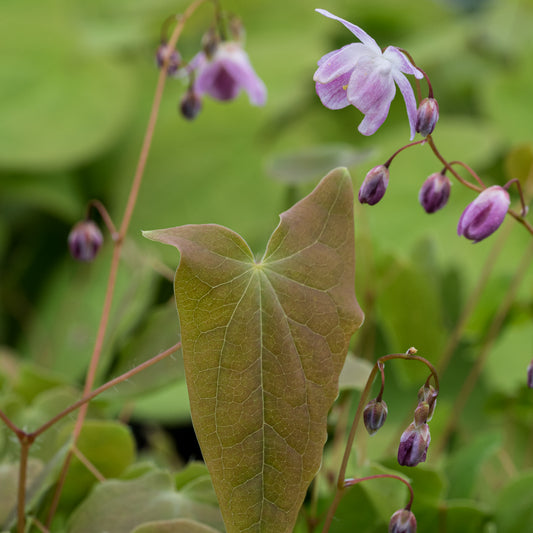 Epimedium x youngianum 'Roseum' - Hardy's Cottage Garden Plants